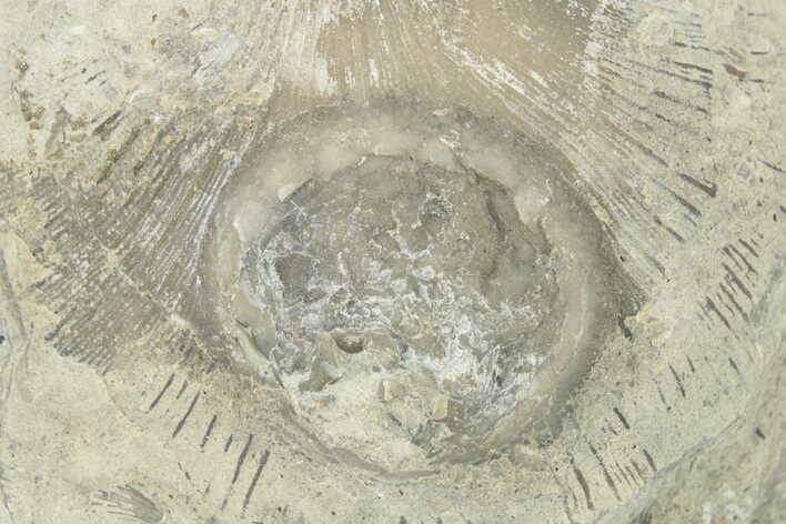 Fossil Edrioasteroid (Isorophus) on Brachiopod - Ohio #277604